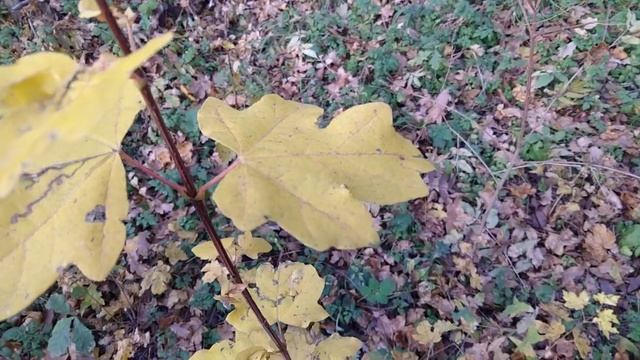 Камера смартфона OnePlus N100 смотреть онлайн