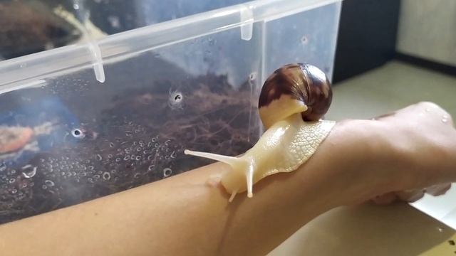 Плюсы и минусы улиток ахатин. Стоит ли заводить улиток. смотреть онлайн