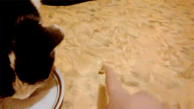 Мій кіт Пуся їсть оливки і сходить з розуму. Шок!!! Дивитись всім Ви такого на ютубі ще не бачили:) смотреть онлайн