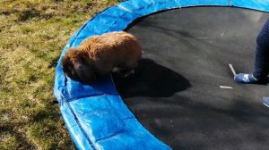 Кролик прыгает на батуте