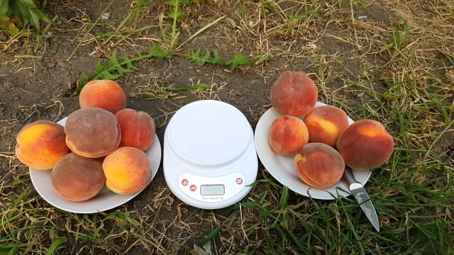 Персик Флеминг Фьюри Flamin`Fury PF-23 (16.08.2018) смотреть онлайн