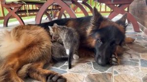 Котята спят с немецкой овчаркой (uu)
