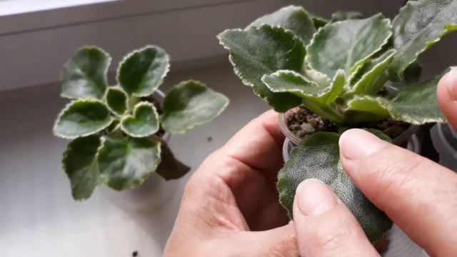 Переувлажнение фиалки. Продолжение. смотреть онлайн