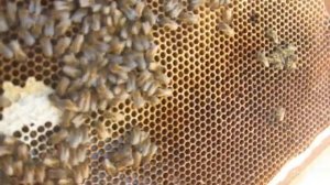 9 - Пчелы карника на Урале. Весна 2017. Полный разбор гнезда.