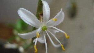 Цветение хлорофитума. 18.04.2011