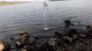 Кормушка ловушка FindFish. 8-800-302-74-70. Купить, отзывы, цена. Китайская сеть с кормушкой.