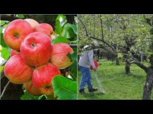 Чем подкормить яблони весной чтобы получить хороший урожай осенью