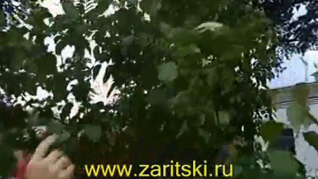 Прививка яблони и рябины на грушу - продолжение. (Дерево дружбы - 2.) смотреть онлайн