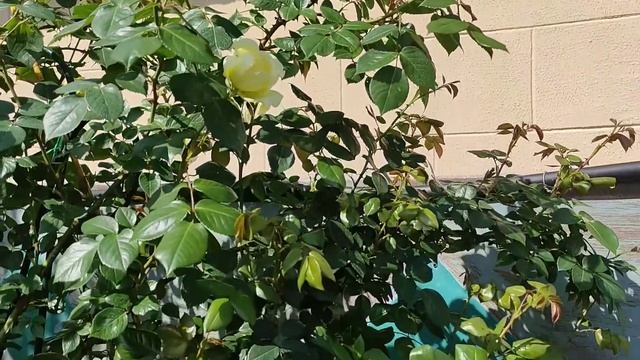 РОЗА ЭЛЬФ (Elf, Tantau, 2000) Обзор. смотреть онлайн