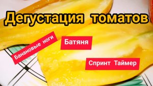 Дегустация томатов Спринт Таймер Банановые Ноги Батяня