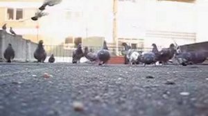 Pigeons in Vila Real - Portugal