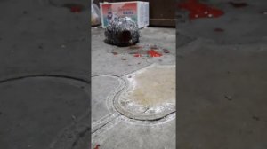 Живой петух без головы! ШОК! (не кликбейт)