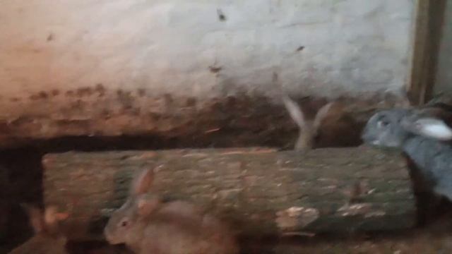 Простой способ ошкурить бревно без физических затрат смотреть онлайн