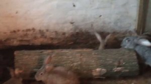 Простой способ ошкурить бревно без физических затрат