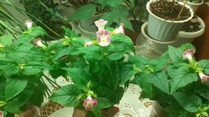 Торения из семян.26 апреля 2021г