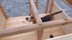 НОВАЯ БУДКА ДЛЯ ШЕРЛОКА. БРОС ШОУ ПЕТ