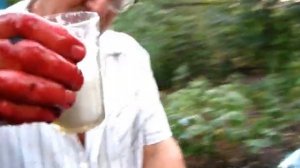 Как заделать ЗАКВАСКУ ДЛЯ КРАСНОГО ВИНА ИЗ СИНЕГО ВИНОГРАДА