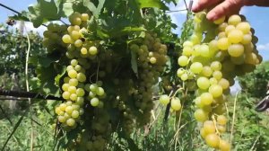 Виноградная лоза - Свято-Успенский Николо-Васильевский монастырь. "Мастерская Вертоград".