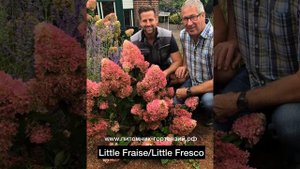 Новинки гортензий сезона 2021, настоящие хиты этого лета. Стар Роуз, Френч Болеро Блю и Пинк