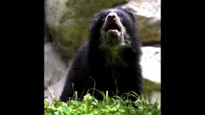 Звуки очкового медведя в зоопарке