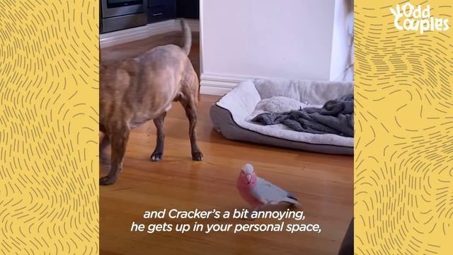 Dog Finds An Injured Parrot And They Become Best Friends | The Dodo Odd Couples смотреть онлайн