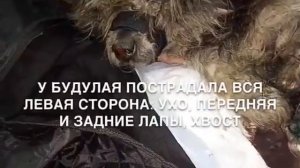 Собаку сбил поезд