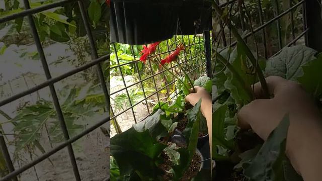 my gerbera rainy season collection