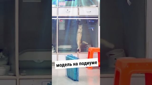 кошка - модель