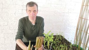 Черенки и саженцы. Как растет ива (1 выпуск)