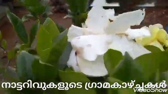 Gardenia jasminoides stress remover ,love 🥰❤️, purity ,relaxation &trust смотреть онлайн