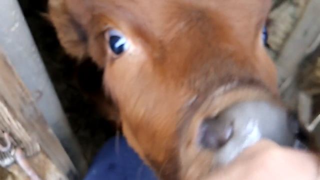 Расходы на телёнка за 3 месяца / В каком возрасте лучше покупать телят! смотреть онлайн