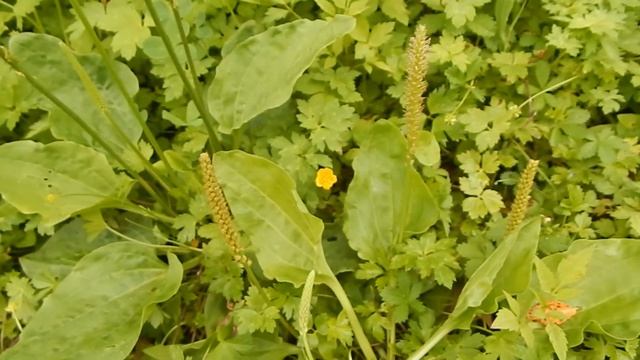 Подорожник великий або звичайний Plantago major
