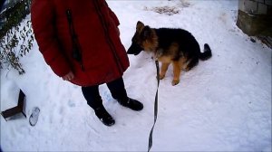 Щенок немецкой овчарки боится людей. Как ему помочь преодолеть свой страх?