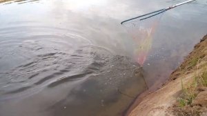 Рыбалка "Гарантия" в Верхнем Мячково. КРУПНЫЙ КАРП на ЛЁГКУЮ СНАСТЬ.