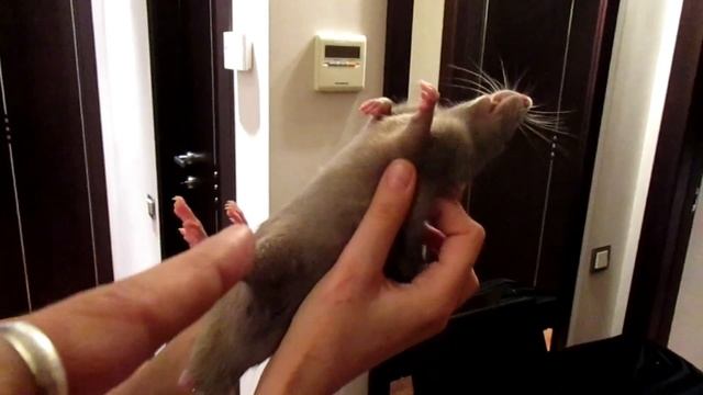 Заклинательница крыс, или расплющенные плюшки. (Fancy Rats | Декоративные Крысы) смотреть онлайн