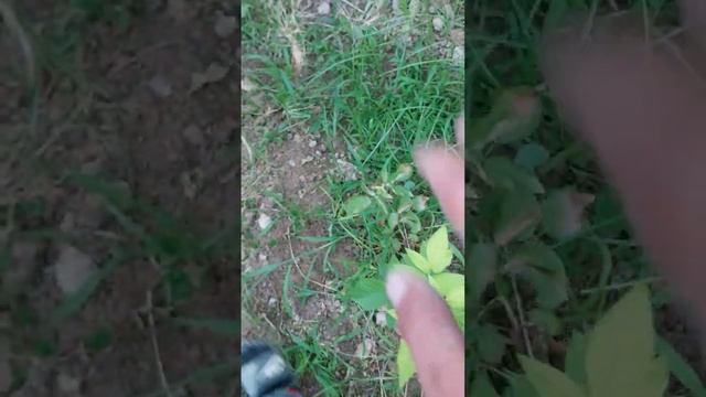 Как себя чувствует Малины сорта Эрносадира ю #огород #участок #сад #малина #огород #дача #schorts смотреть онлайн