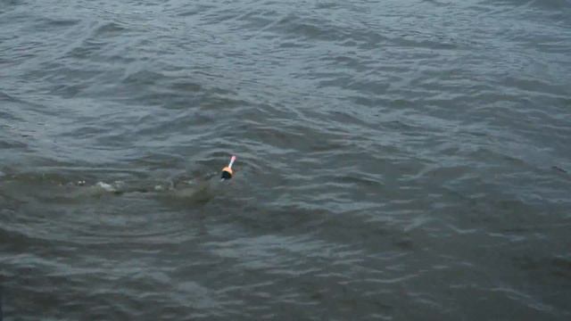 Ловля Толстолобика Краснодарский край 2013 смотреть онлайн