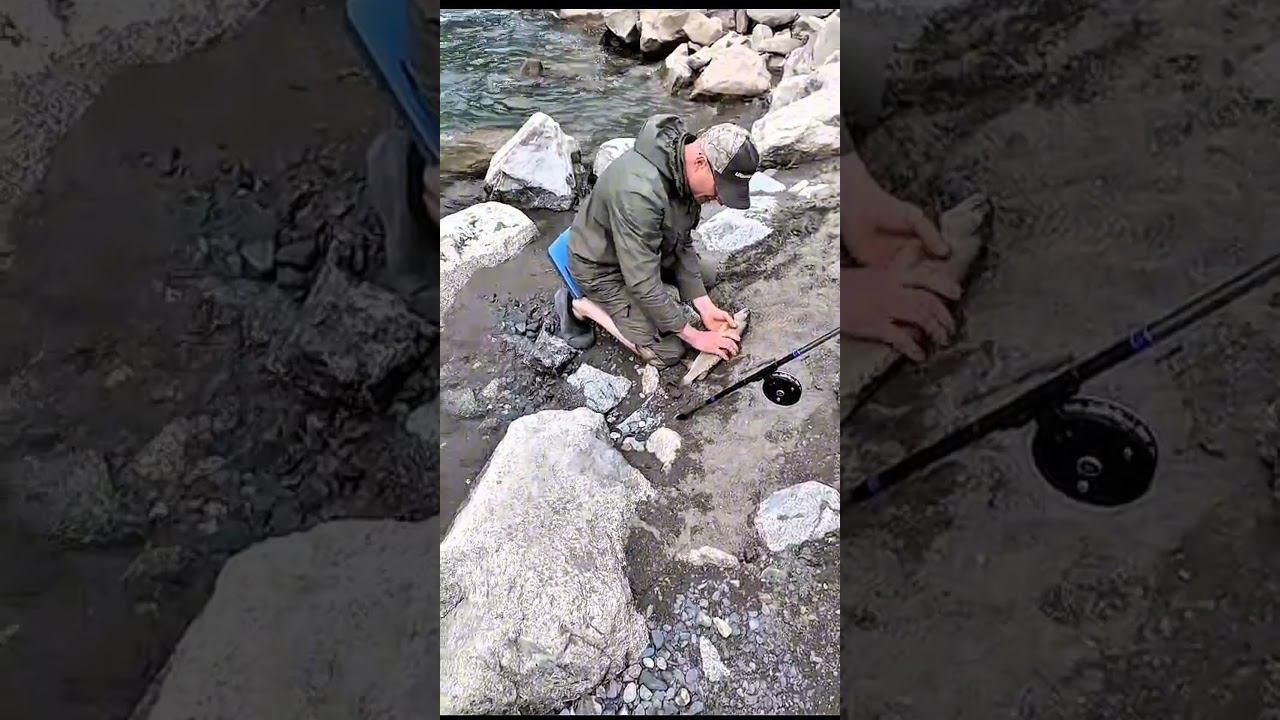 Трофей на муху рвет леску. смотреть онлайн