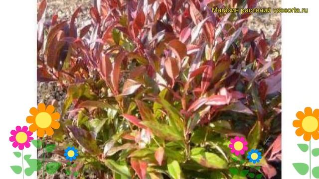 Леукотоэ дефонтена Зеблид. Краткий обзор, описание характеристик leucothoe fontanesiana Zeblid смотреть онлайн