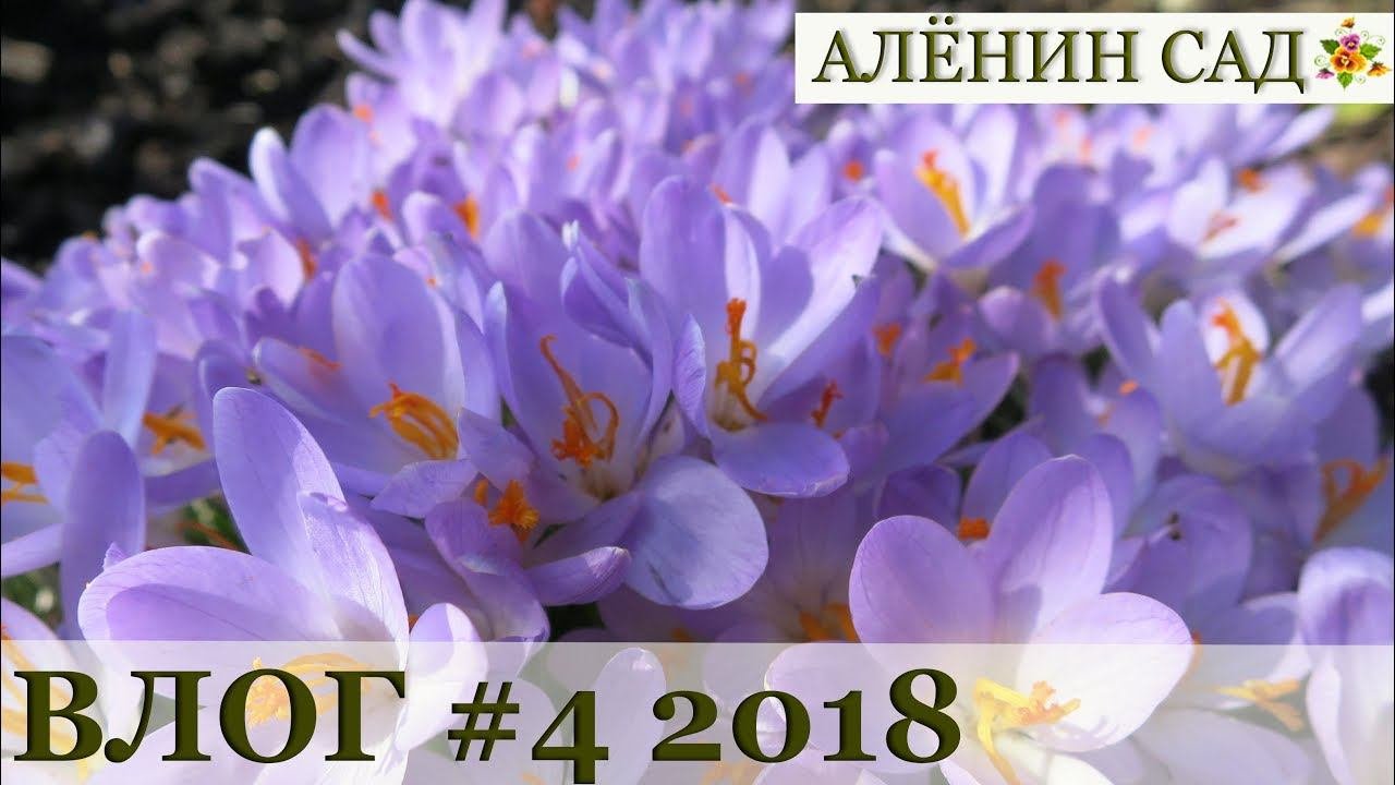 Влог #4 ОЧЕНЬ много интересного! / Посев зелени / Пересадка перца / Переделка теплицы закончена!