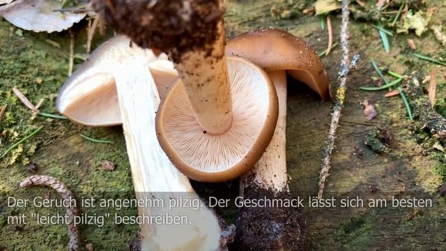 Frühjahrsweichritterling, Cognacfarbiger Weichritterling, Melanoleuca cognata смотреть онлайн