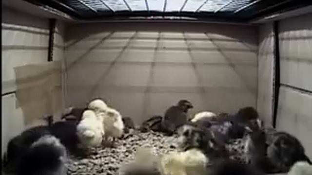 Перепел Самара смотреть онлайн