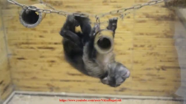 Маленький бурый капуцин играется смотреть онлайн