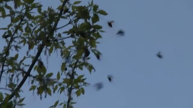 Майские жуки на американском клене смотреть онлайн