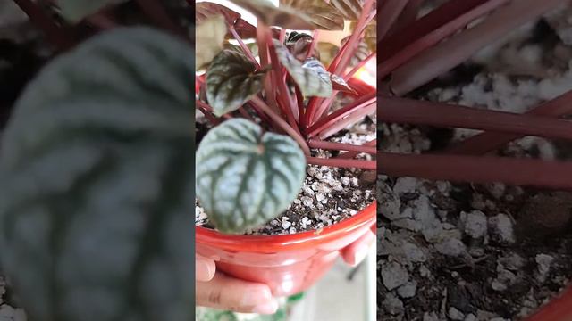 Cuidados de Peperomia смотреть онлайн