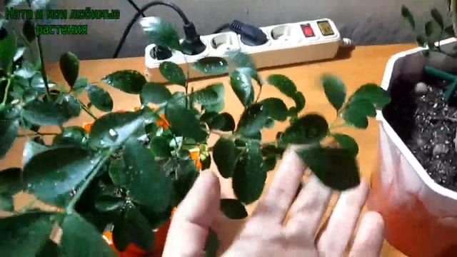 Поговорим о цветах : муррайя "голландская " и цветущая смотреть онлайн