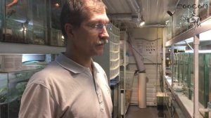 Размножение голубой австралийской квакши.