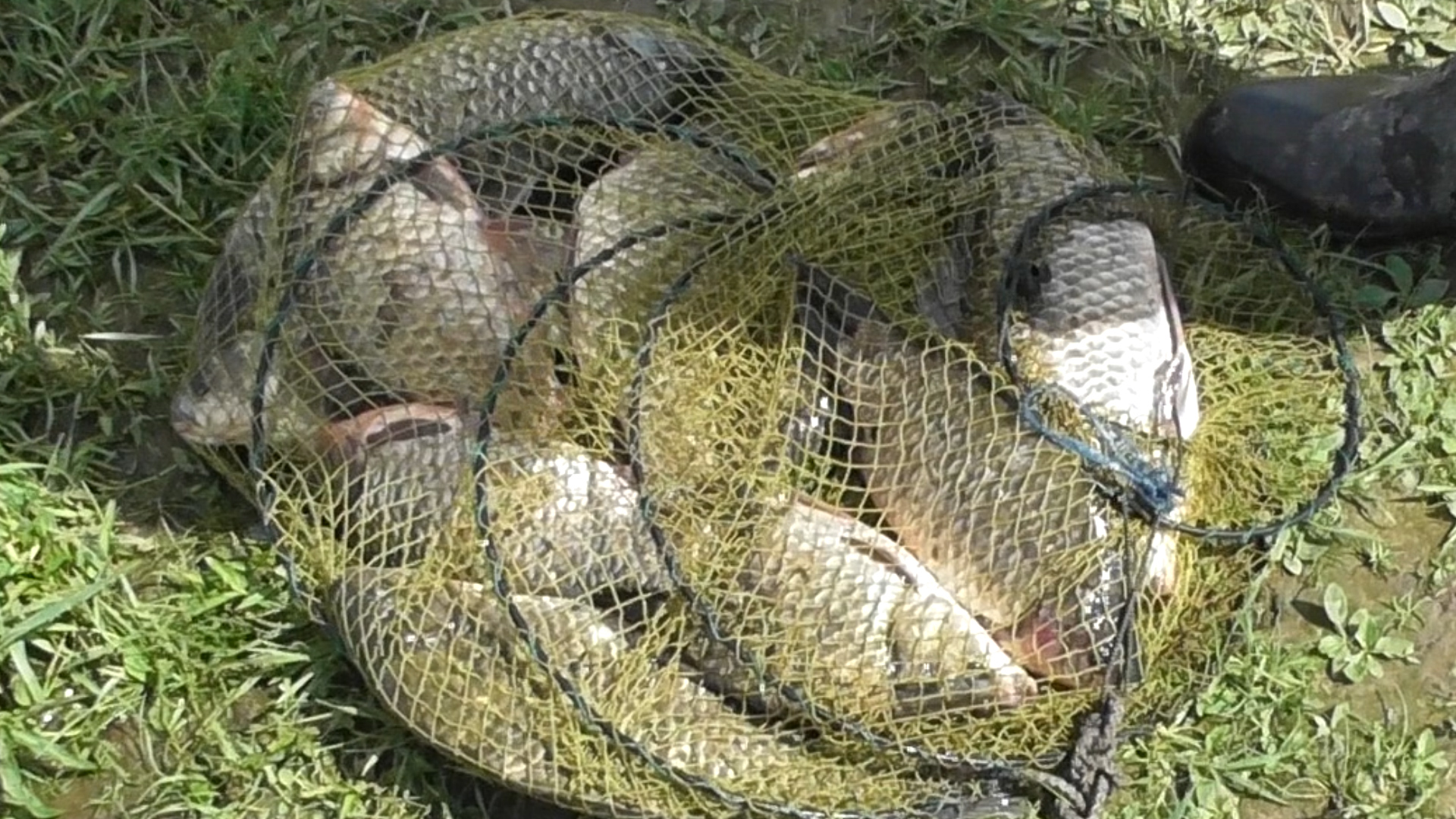 Ловля крупного карася.Удачная рыбалка.mp4 смотреть онлайн