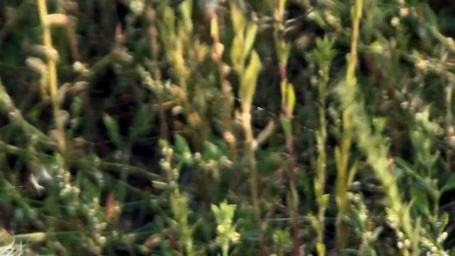 A wasp spider or Argiope bruennichi, Samarskaya region, Russia смотреть онлайн