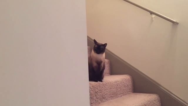 Шкафа лаз =^..^= СИАМСКИЕ КОШКИ смотреть онлайн